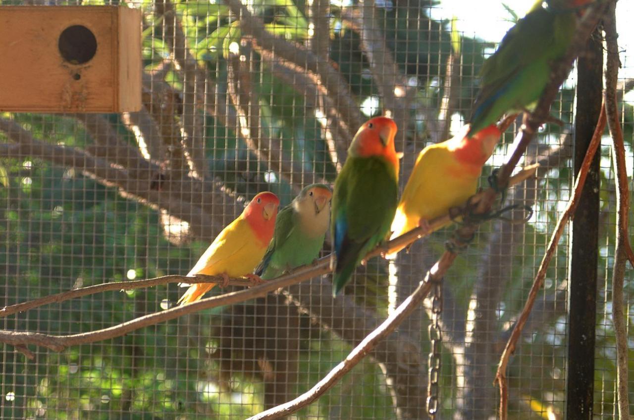 מלון אל פאסו Jardin De Aridane מראה חיצוני תמונה
